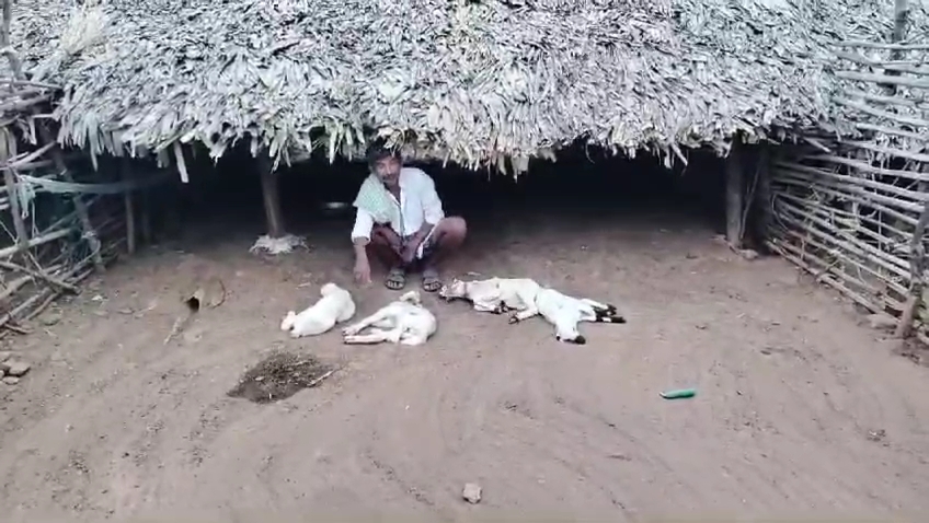 గొర్రెల పై కుక్కల దాడి