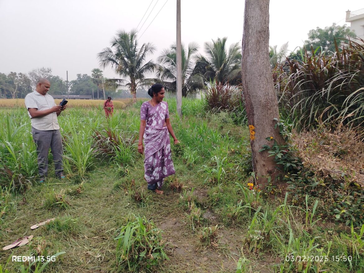 కాలజ్ఞానంలో చెప్పినట్లు వేప చెట్టుకు పాలు కారుతున్న దృశ్యం