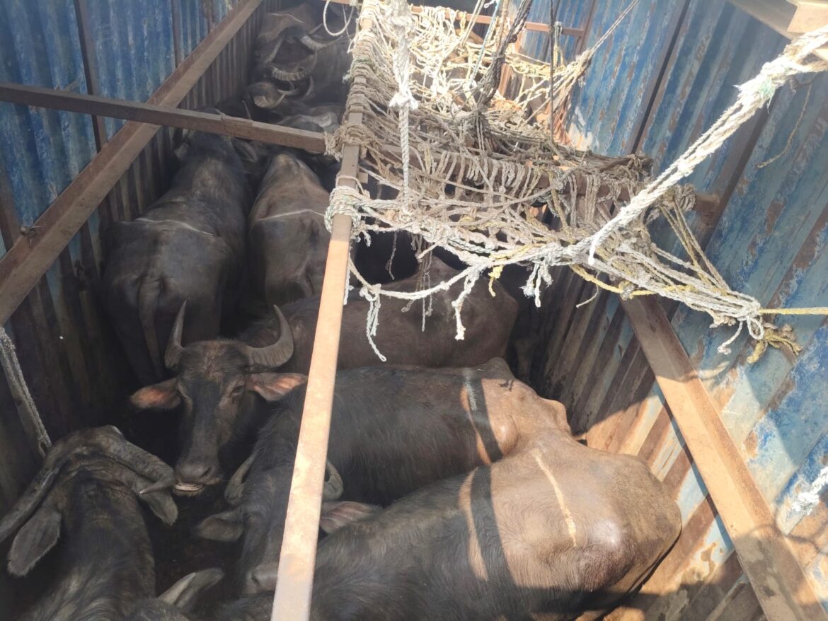 పశువుల అక్రమ తరలింపుపై కేసు నమోదు